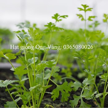 Hạt giống ngò hạt lớn
