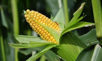 Hạt giống Bắp ngọt lai ( Bắp Mỹ ) F1