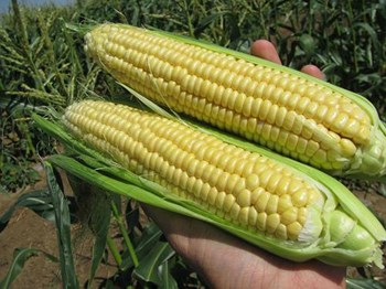 Hạt giống Bắp ngọt lai ( Bắp Mỹ ) F1