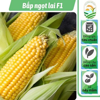 Hạt giống Bắp ngọt lai ( Bắp Mỹ ) F1