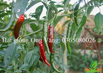 Hạt giống ớt sừng Hàn Quốc