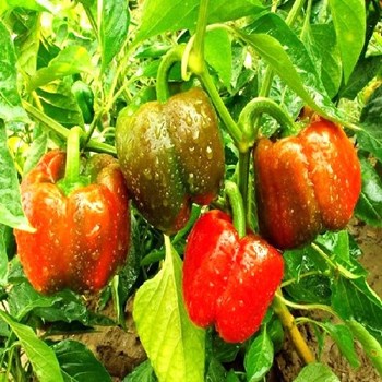 Hạt giống ớt ngọt F1 ( Ớt chuông )