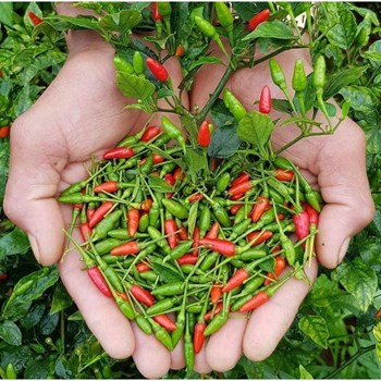 Hạt Giống Ớt Xiêm