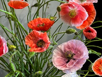 Hạt giống hoa poppy mix