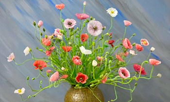 Hạt giống hoa poppy mix
