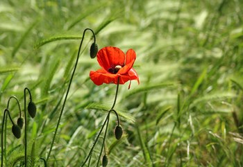 Hạt giống hoa poppy mix