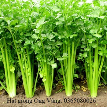 Hạt giống rau cần cọng xanh