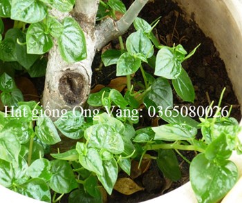 HẠT GIỐNG RAU CÀNG CUA