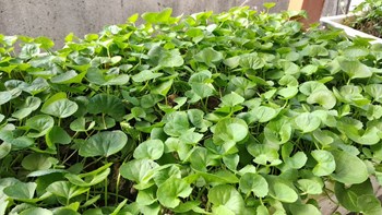 Hạt giống rau má