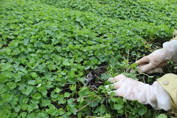 Hạt giống rau má
