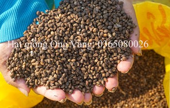 Hạt giống rau muống chọn lọc