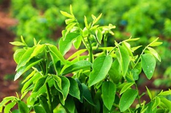Hạt giống rau ngót