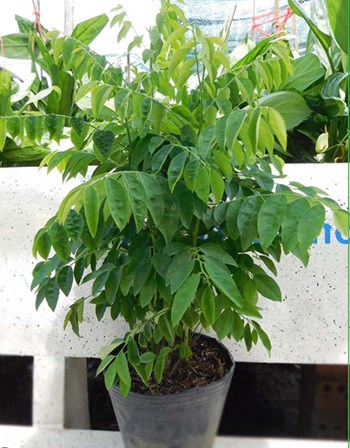 Hạt giống rau ngót