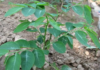 Hạt giống rau ngót