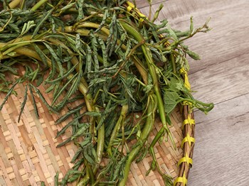 Hạt Giống Rau Nhút
