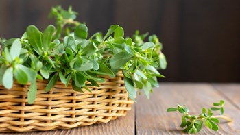 Hạt Giống Rau Sam