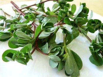 Hạt Giống Rau Sam