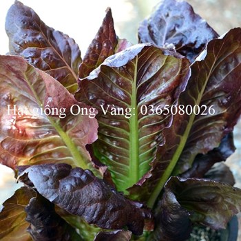 Hạt giống xà lách tím romain