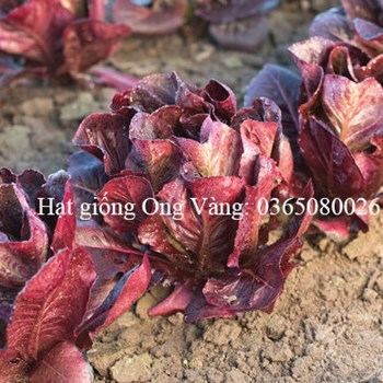 Hạt giống xà lách tím romain