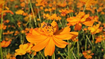 Hạt Giống Hoa Sao Nhái Vàng Cam