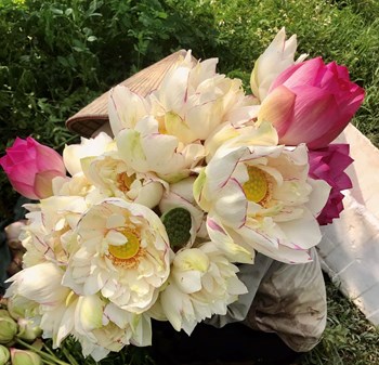 Hạt giống hoa sen nghìn cánh