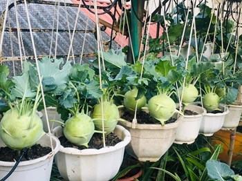 Hạt giống su hào nhật AMORI