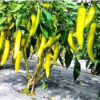 Hạt Giống Ớt Sừng Vàng