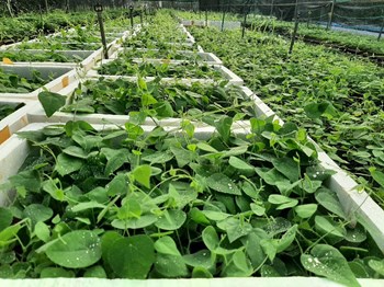 Hạt Giống Sương Sâm Lông