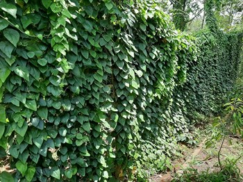 Hạt Giống Sương Sâm Lông