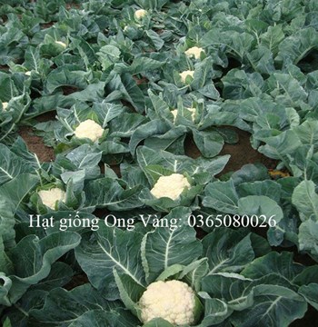 Hạt giống Cải Bông Trắng ( Súp Lơ )