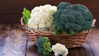 Hạt giống Cải Bông Trắng ( Súp Lơ )