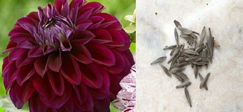 Hạt giống hoa thược dược MIX