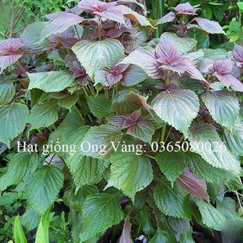 Hạt giống tía tô