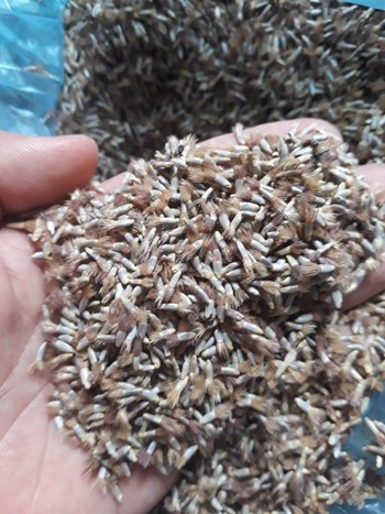 Hạt giống hoa Trúc Mai xanh
