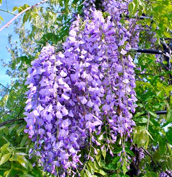 Hạt giống hoa tử đằng