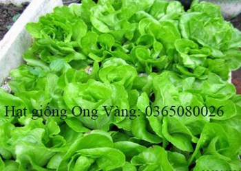 Hạt giống xà lách đăm
