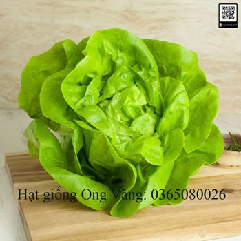 Hạt giống xà lách đăm