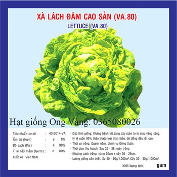 Hạt giống xà lách đăm