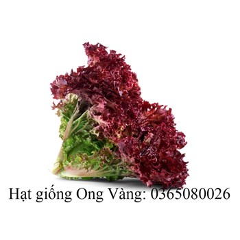 Hạt giống xà lách xoăn tím