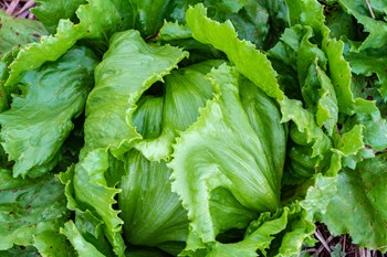 Hạt giống Xà lách MINETTO