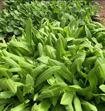 Hạt Giống Xà Lách Lá Nhọn