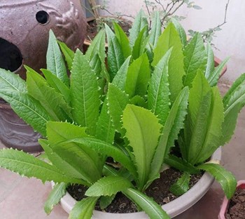 Hạt Giống Xà Lách Lá Nhọn