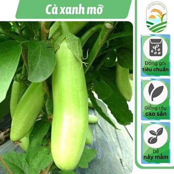 Hạt giống cà xanh mỡ