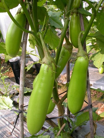 Hạt giống cà xanh mỡ