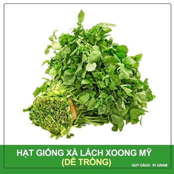 Hạt giống Xà lách xoong Mỹ