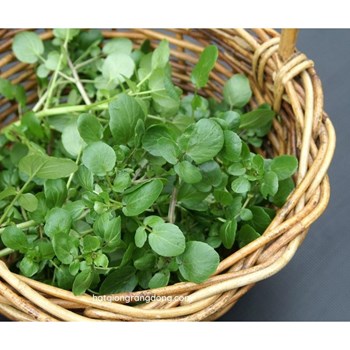 Hạt giống Xà lách xoong Mỹ
