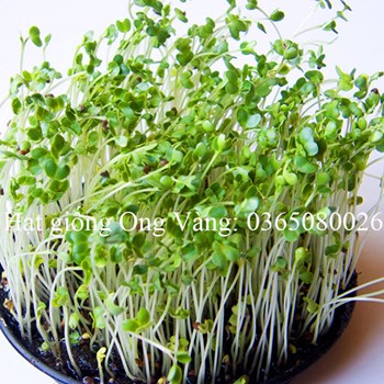 Hạt giống rau mầm Cải bông xanh