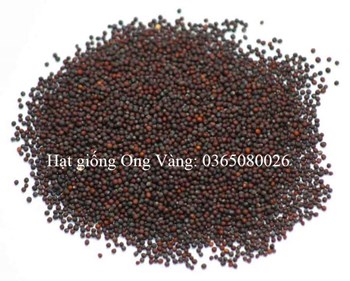 Hạt giống rau mầm Cải bông xanh