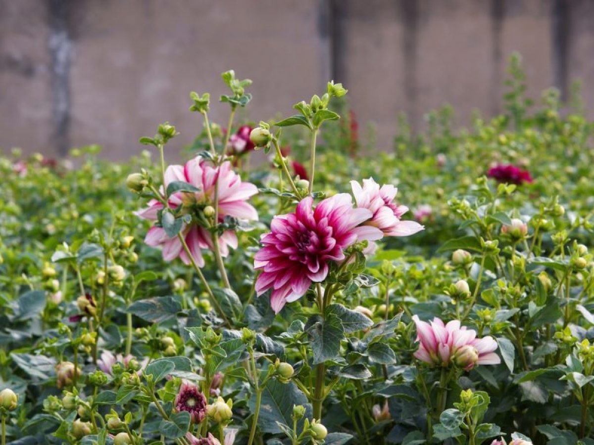 Hạt giống hoa thược dược MIX