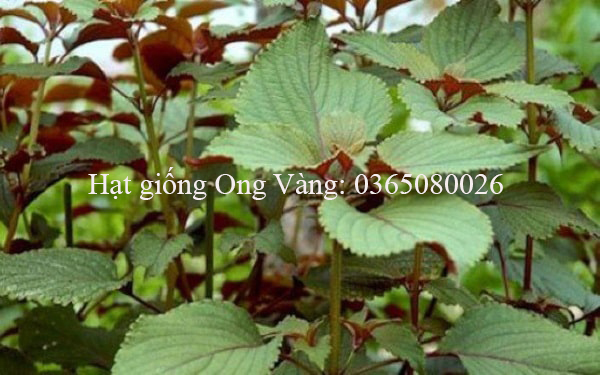 Hạt giống tía tô